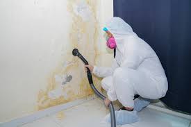 Why You Should Choose Our Mold Remediation Services in Springfield, KY